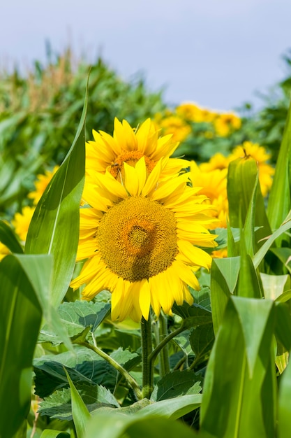 fiori di girasole