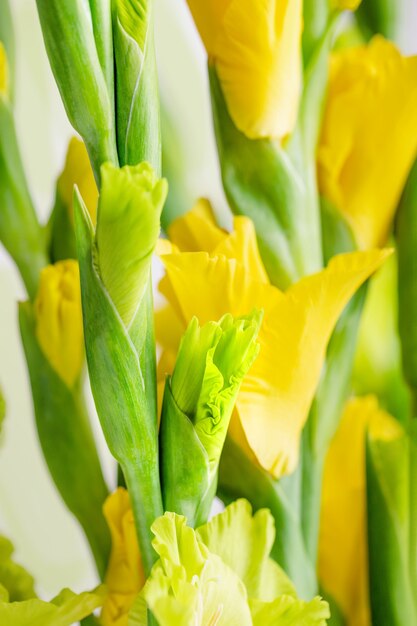 fiori di gladiolo