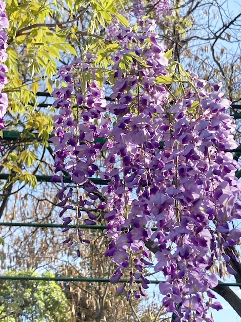 fiori di glicine in fiore da vicino