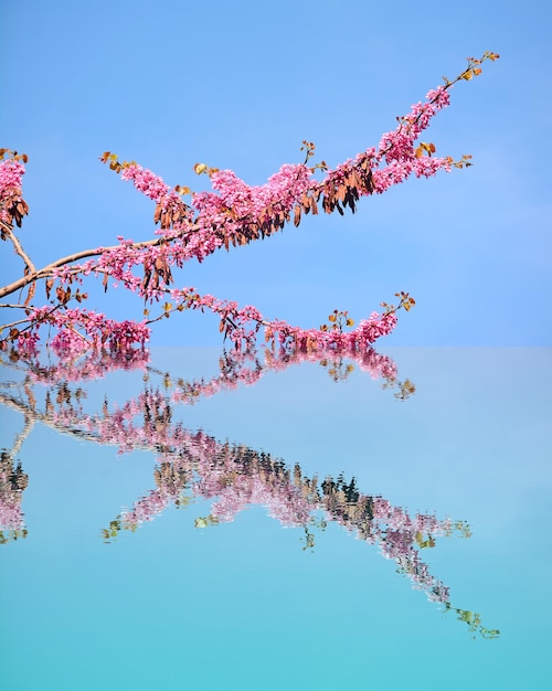 Fiori di glicine riflessi nell'acqua