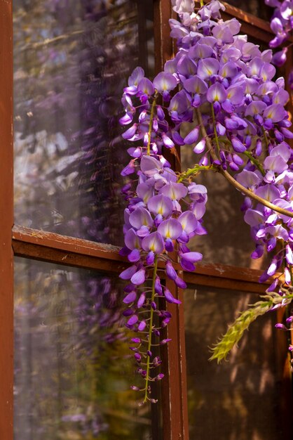 Fiori di glicine vicino alla finestra foto di alta qualità