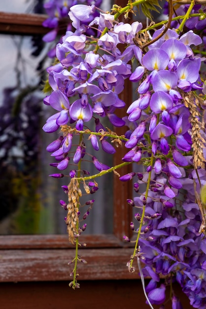 Fiori di glicine vicino alla finestra foto di alta qualità