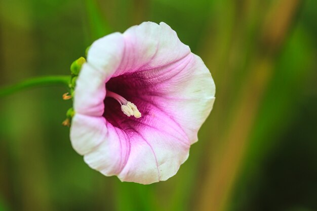 Fiori di gloria di mattina