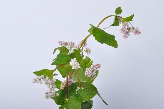 Fiori di grano saraceno su sfondo bianco