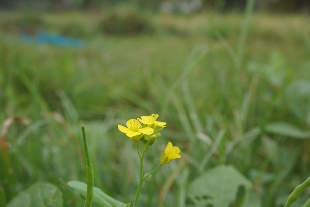 fiori di grano