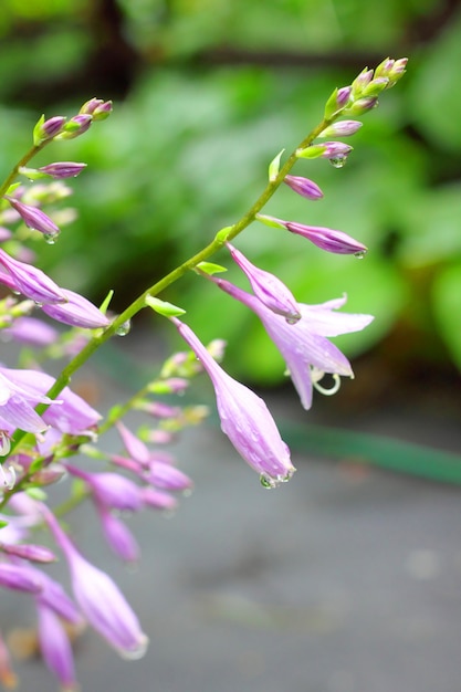 Fiori di hosta