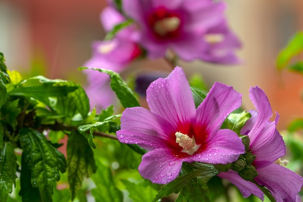 Fiori di ibisco bagnati dopo la pioggia