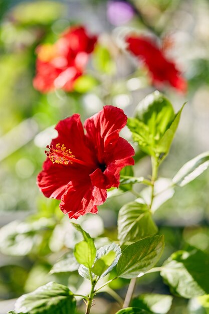 Fiori di ibisco che sbocciano su un ramo.