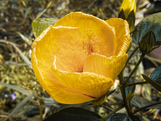 Fiori di ibisco gialli che sbocciano luminosi al mattino