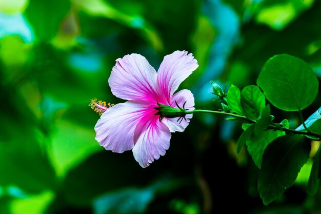 Fiori di ibisco in piena fioritura durante la primavera in un parco pubblico in India