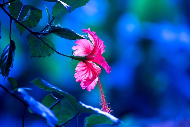 Fiori di ibisco in piena fioritura durante la primavera in un parco pubblico in India