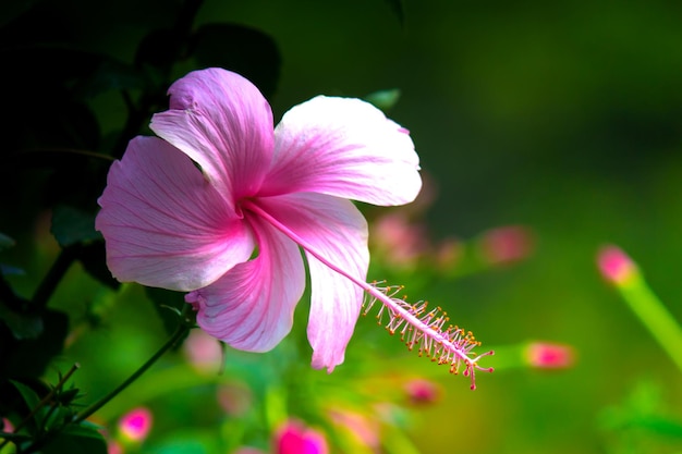 Fiori di ibisco in piena fioritura durante la primavera in un parco pubblico in India