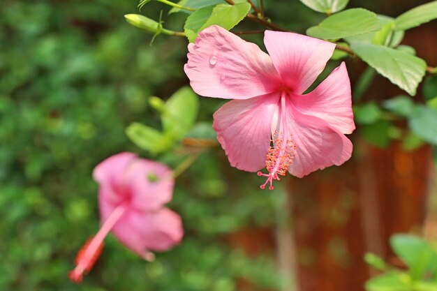 fiori di ibisco in tropicale