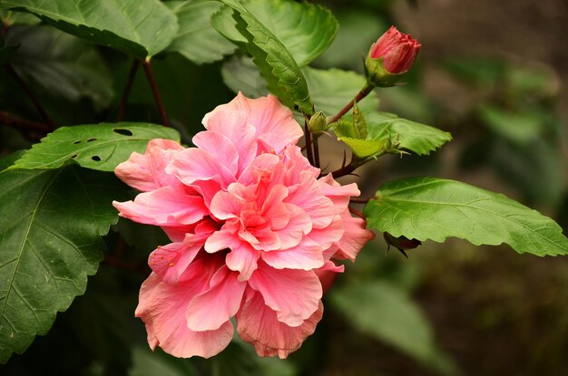 Fiori di ibisco nel parco