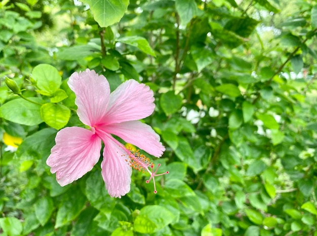 Fiori di ibisco rosa in giardino