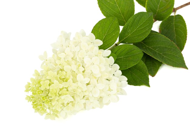 Fiori di idrangea closeup lat Hydrangea paniculata isolati su sfondo bianco