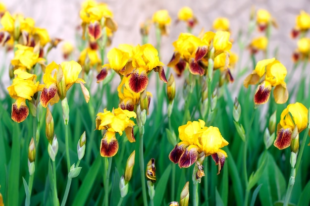 Fiori di Iiris nel giardino di primavera