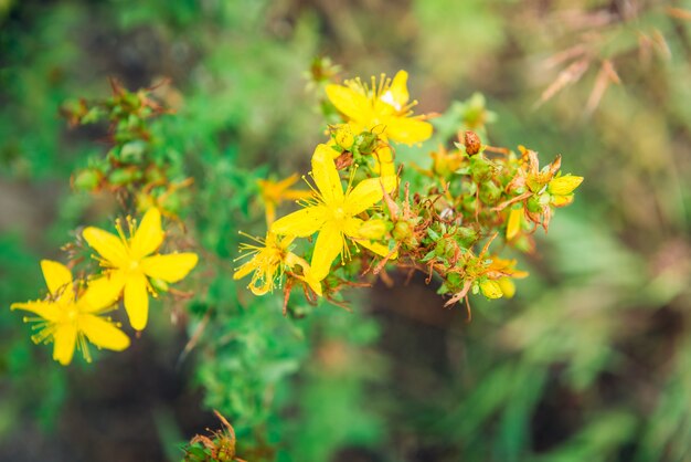 Fiori di iperico sul prato. Fiori estivi medicinali