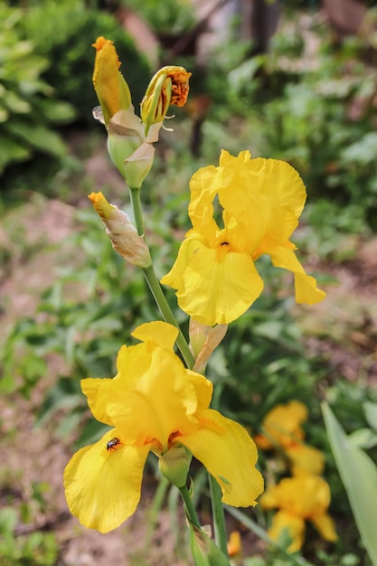 Fiori di iris gialli nel giardino in natura