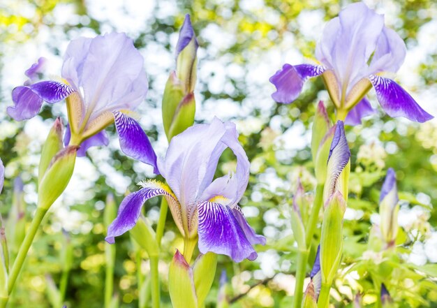 Fiori di iris viola all'aperto