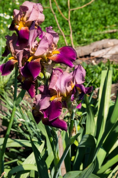 Fiori di iris viola sull'aiuola