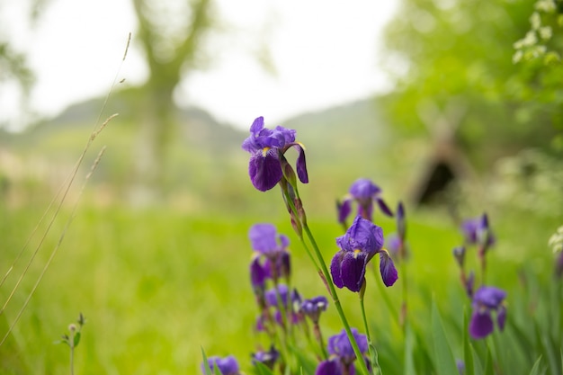 Fiori di Iris