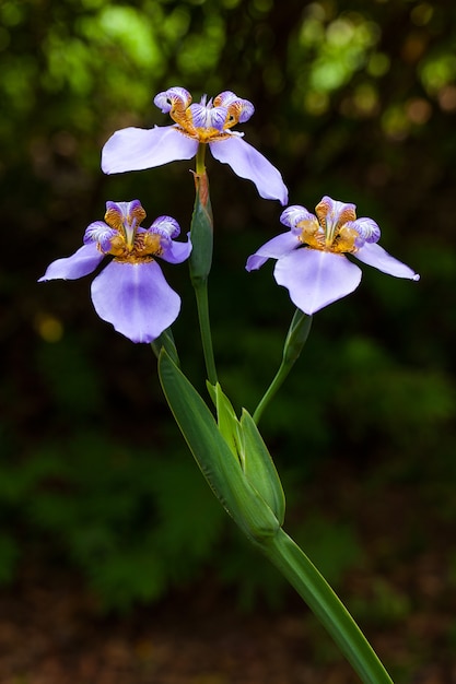 Fiori di iris