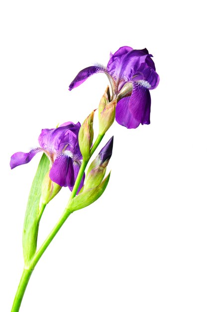 fiori di iris