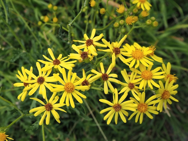 Fiori di Jacobean vulgaris (Jacobaea vulgaris) close-up nel Parco Nazionale di Kislovodsk