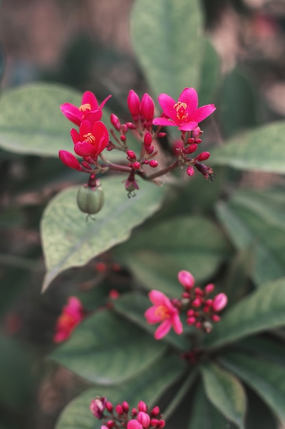 Fiori di Jatropha rossa