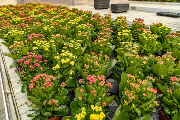 Fiori di Kalanchoe blossfeldiana