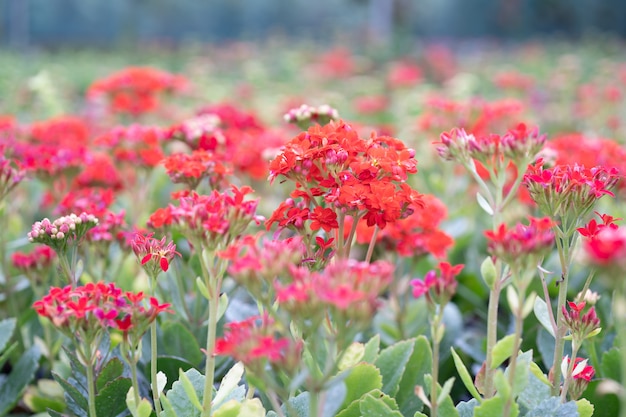 Fiori di Kalanchoe in giardino