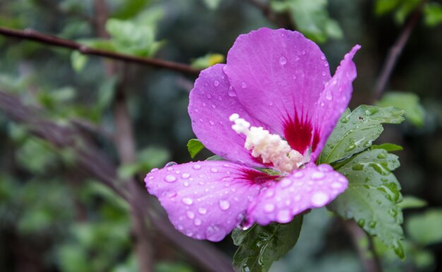 Fiori di ketmia siriano, Hibiscus syriacus. Pianta da fiore ornamentale di ibisco siriano, fiori viola porpora in giardino con gocce di pioggia o ross mattutini su torte e foglie. Sfondo floreale.