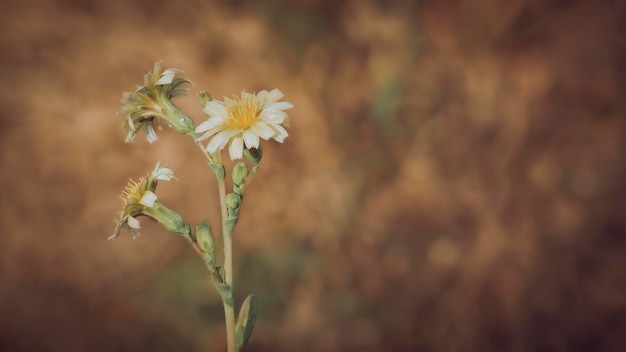 Fiori di Lactuca