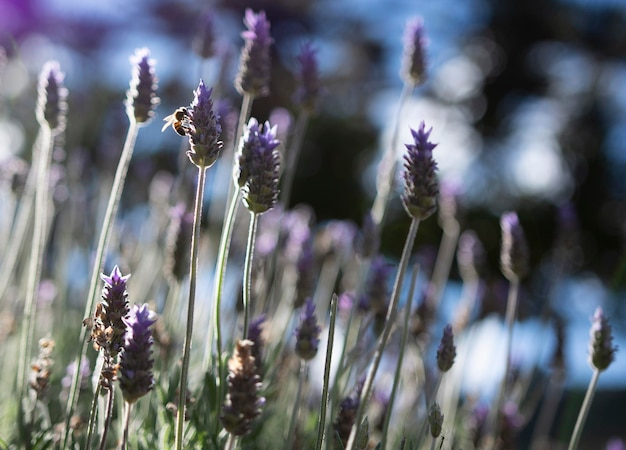 Fiori di lavanda a Campos do Jordao Brasile