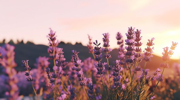 Fiori di lavanda al tramonto