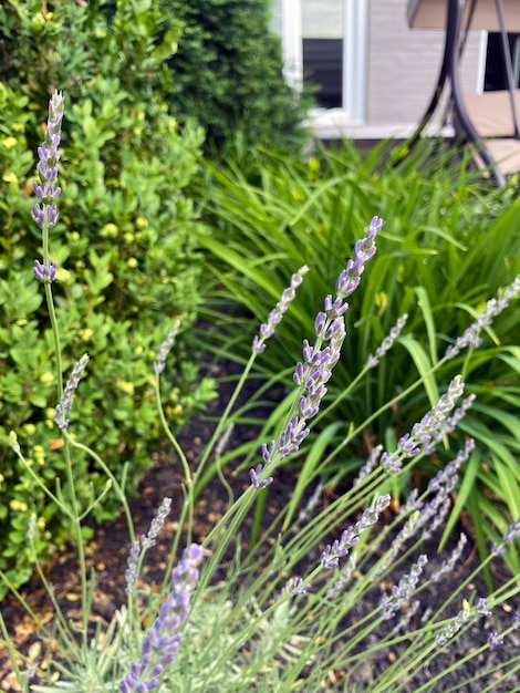 fiori di lavanda boccioli di lavanda pianta di lavanda