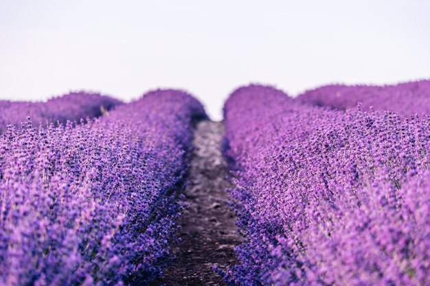 Fiori di lavanda che fioriscono campi profumati in file infinite fuoco selettivo su cespugli di lavanda viola