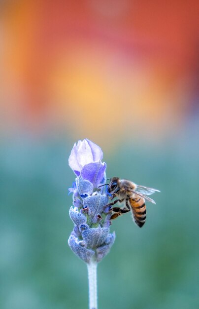 Fiori di lavanda che impollinano le api