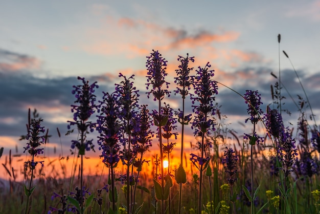 Fiori di lavanda di montagna durante un tramonto colorato