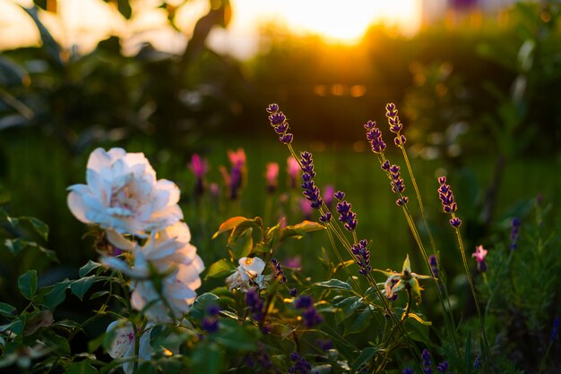 Fiori di lavanda e rosa