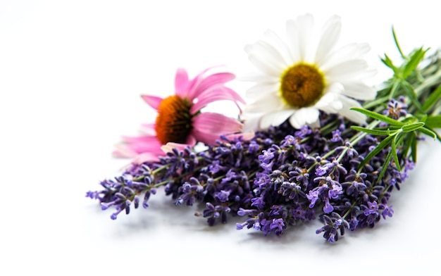 Fiori di lavanda, echinacea e camomilla