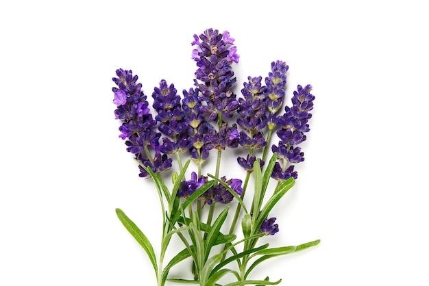 Fiori di lavanda fioriture isolati fiore di lavanda isolato