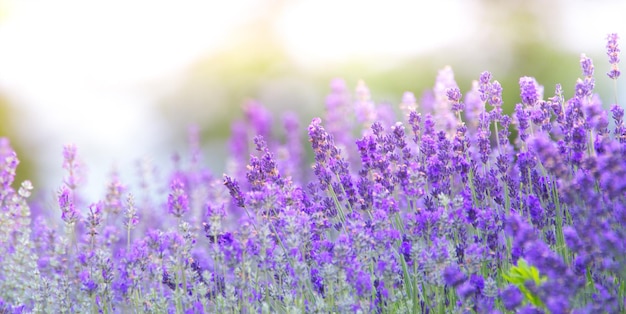 Fiori di lavanda. Fondo porpora naturale astratto. avvicinamento