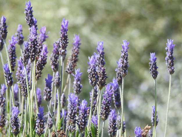 Fiori di lavanda in dettaglio