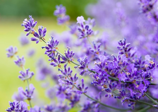 Fiori di lavanda in estate