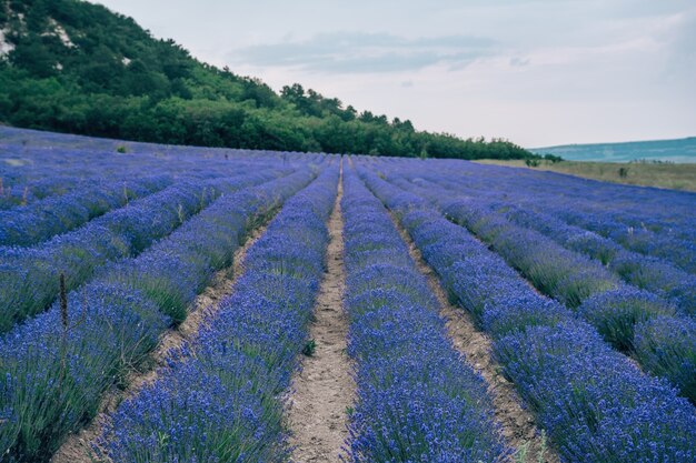 Fiori di lavanda in fiore campi profumati in file interminabili