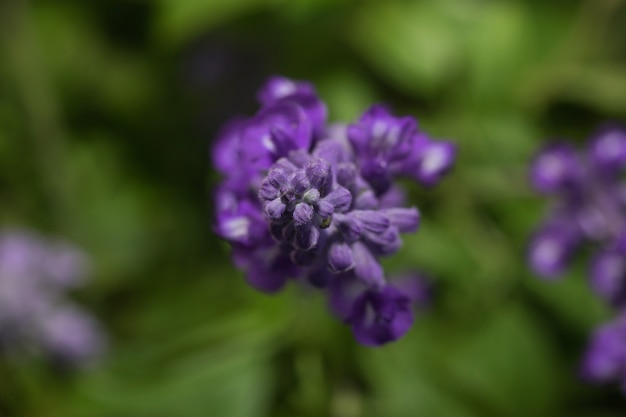 fiori di lavanda in fiore in giardino