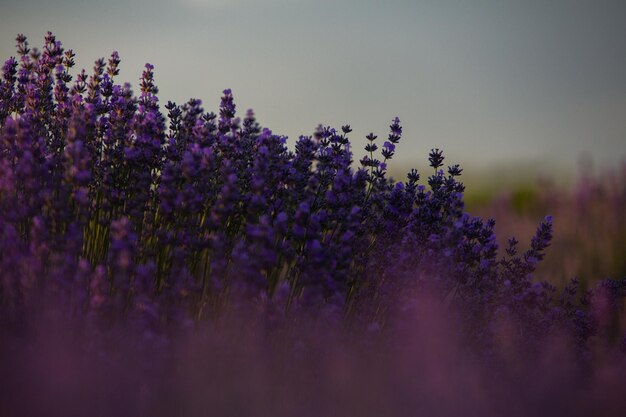 Fiori di lavanda in fiore in un campo di Provenza sotto la luce del tramonto in Francia Soft Focused Purple Lave