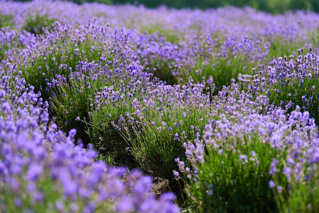 Fiori di lavanda in fiore nel campo di un contadino